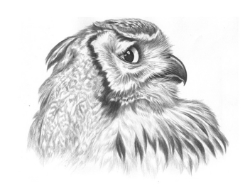 owl - Free image #306031